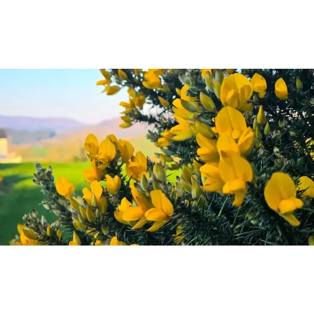 Irish Windbush or Irish Gorse